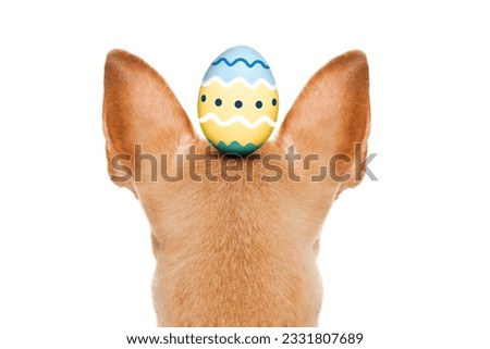 dog with a happy easter egg on his head, from back and behind , isolated on white background