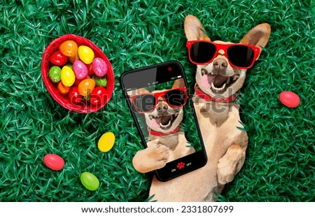 funny happy podenco easter bunny dog with a lot of eggs around on grass and basket , taking and sharing a selfie with cell phone or smartphone