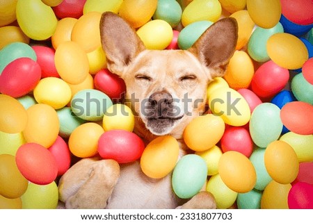 happy easter dog lying in bed full of funny colourful eggs , sleeping or resting the holiday season
