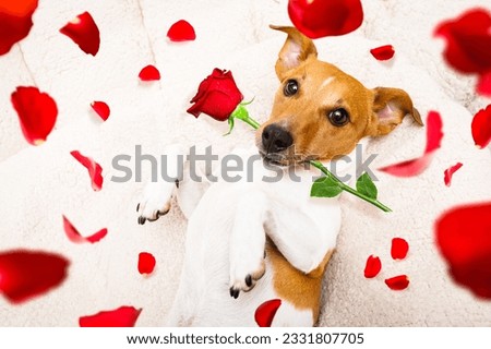 jack russel dog in love for happy valentines day with petals and rose flower in mouth , looking up in wide angle
