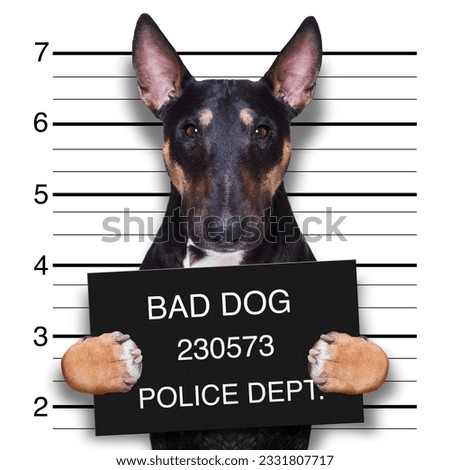 criminal mugshot of pitbull terrier dog at police station holding placard , isolated on background