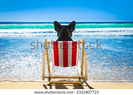 french bulldog dog resting and relaxing on a hammock or beach chair at the beach ocean shore, on summer vacation holidays