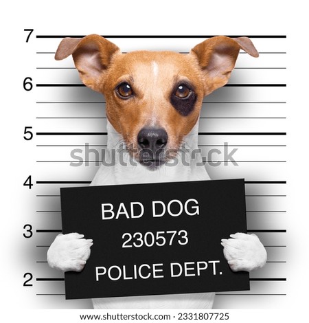 criminal mugshot of jack russell dog at police station holding placard , isolated on background