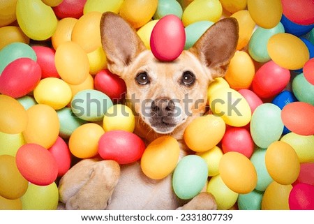 happy easter chihuahua dog lying in bed full of funny colourful eggs ,balancing a red egg on the head, for the holiday season