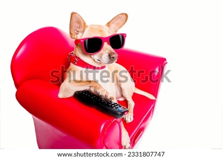 chihuahua dog watching tv or a movie sitting on a red sofa or couch with remote control changing the channels