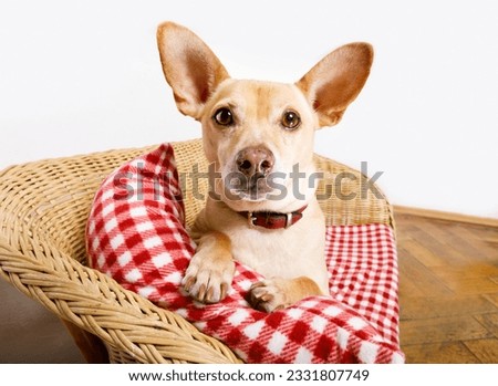 cuddly podenco dog resting or relaxing on the blanket in bed in bedroom, ill ,sick or tired.