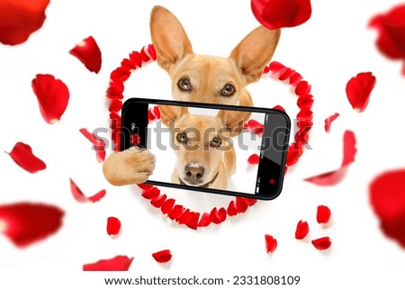 chihuahua podenco dog in love for happy valentines day with petals and rose flower , looking up in wide angle, taking selfie with smartphone