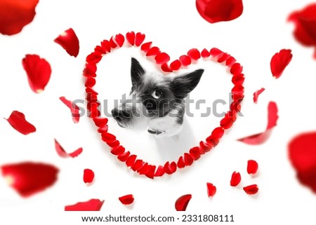 poodle dog in love for happy valentines day with petals and rose flower , looking up in wide angle