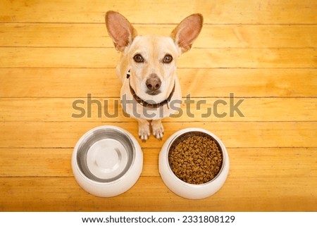 hungry chihuahua podenco dog behind food bowl and water bowl, isolated wood background at home and kitchen