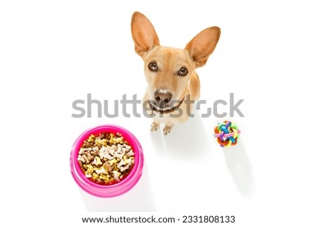 hungry chihuahua podenco dog behind food bowl isolated wood background at home and kitchen looking up to owner and begging