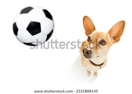 soccer podenco dog playing with leather ball , isolated on white background, wide angle fisheye view