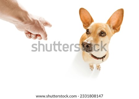 chihuahua being punished by owner for very bad behavior , with finger pointing at dog