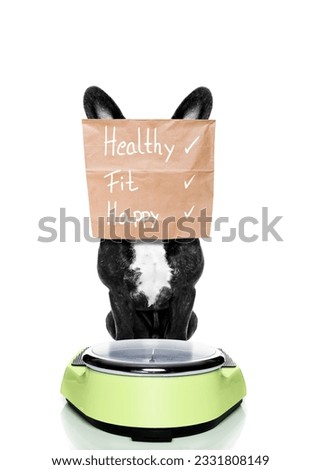 french bulldog dog with guilty conscience for overweight, and to loose weight , standing on a scale with paper bag over head , isolated on white background