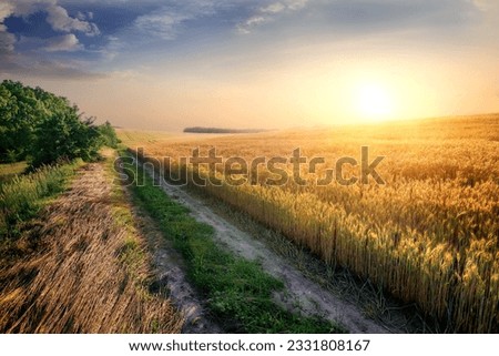 Field of ripe wheat in bright sunbeams