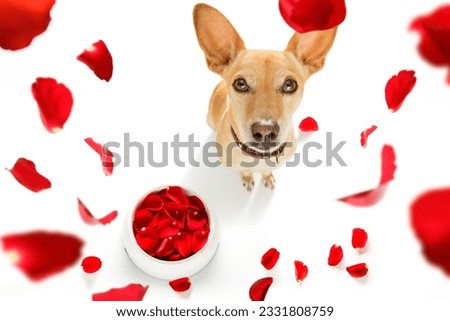 chihuahua podenco dog in love for happy valentines day with petals and food bowl , looking up in wide angle