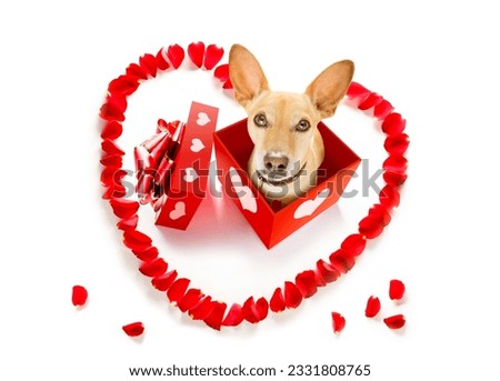 chihuahua dog in love for happy valentines day with rose flower in mouth , isaolated on white background petals flying around in air
