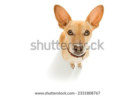 curious podenco dog looking up to owner waiting or sitting patient to play or go for a walk, isolated on white background