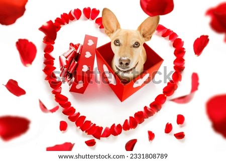 chihuahua dog in love for happy valentines day with rose flower in mouth , isaolated on white background petals flying around in air