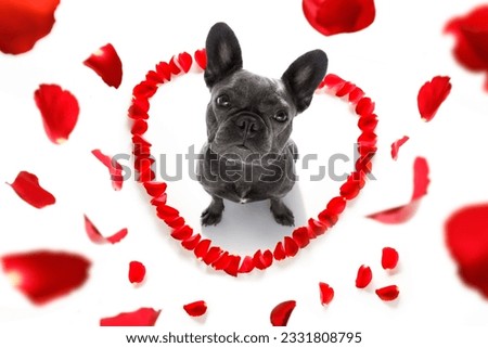 french bulldog dog in love for happy valentines day with petals and rose flower , looking up in wide angle