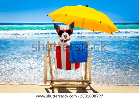 poodle dog resting and relaxing on a hammock or beach chair under umbrella at the beach ocean shore, on summer vacation holidays