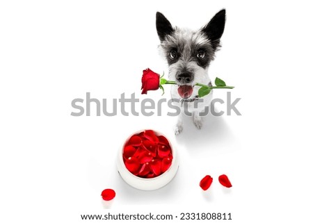 curious poodle hungry dog in love for happy valentines day with flower rose petals and food bowl , looking up with rose in mouth