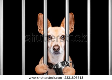 criminal dog behind bars in police station, jail prison, or shelter for bad behavior