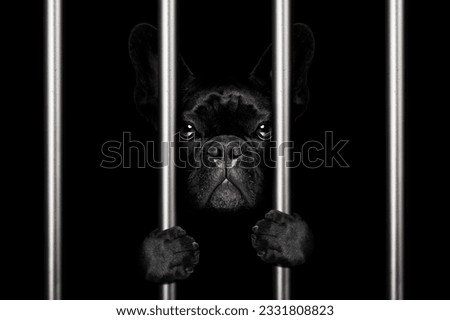 criminal french bulldog dog behind bars in police station, jail prison, or shelter for bad behavior