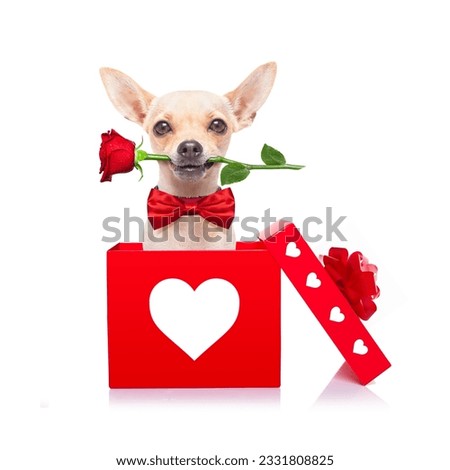chihuahua dog in love for happy valentines day with petals and rose flower in mouth , isaolated on white background