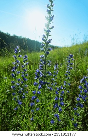Viper's bugloss (Echium vulgare) in Altai mountains. Baleful weeds, all parts of plant contain cynoglossin (curare-like nerve poison). As medicinal plants have soothing, anticonvulsant properties Royalty-Free Stock Photo #2331811197