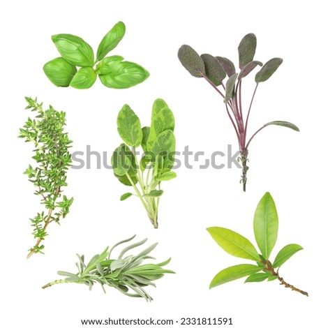 Herb leaf selection of basil, purple sage, common thyme, variegated sage, lavender and bay, over white background.