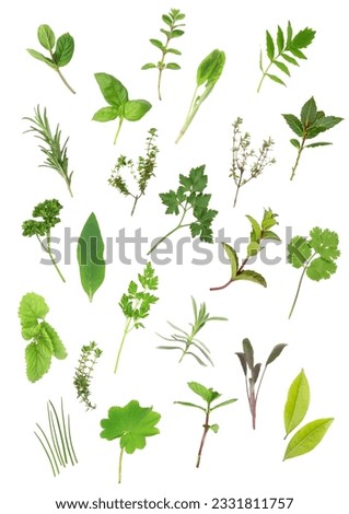 Herb leaf selection of parsley, lavender, sage, bay, mint, oregano, valerian, -vallium substitute- thyme, ladies mantle, spearmint, rosemary- chives, lemon balm- comfrey, basil. Over white background.