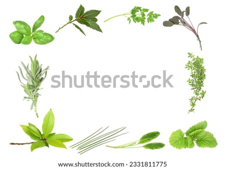 Herb leaf selection forming a border of fresh bay, lavender, basil, dark bay, coriander, purple sage, thyme, lemon balm, variegated sage and chives. Starting bottom left in clockwise order. Over whi