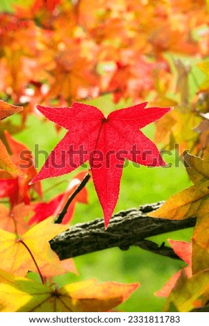 Red maple leaf among fall leaves