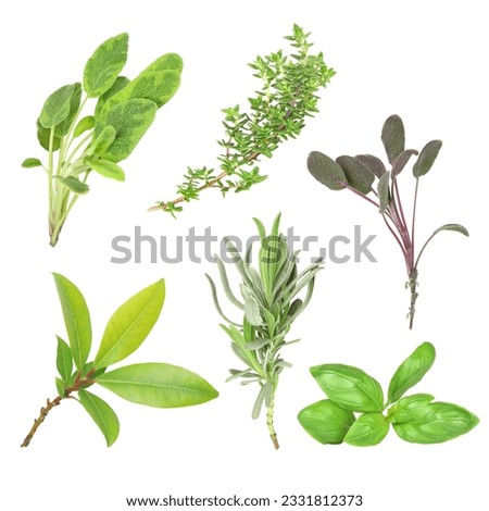 Organic herb selection of leaves of variegated sage, common thyme, bay, lavender, basil and purple sage and set against a white background.