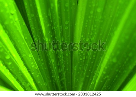 Waterdrop on a green palm leaf after rain