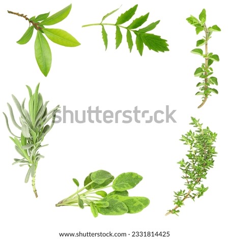 Herb leaf border of bay, valerian, oregano, lavender, sage and thyme, over white background.