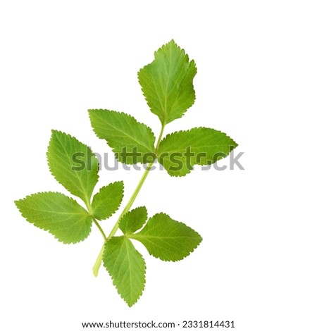 Angelica herb leaf sprig isolated over white background.