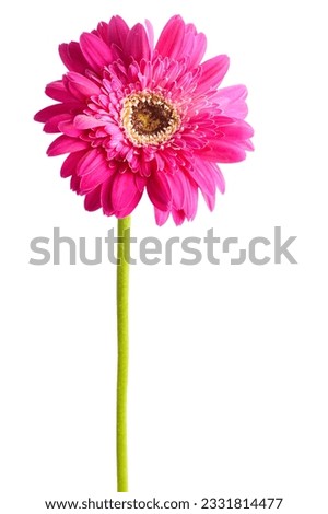 Red gerbera flower isolated on white background.