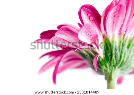 Macro of a gerber daisy with water droplets on the petals. Shallow depth of field