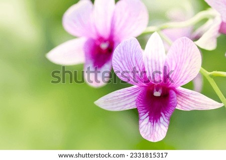 Purple orchid with shallow depth of field.