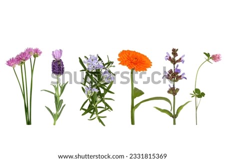 Chives, lavender, rosemary, marigold, sage and clover herbs in flower in a line, over white background.