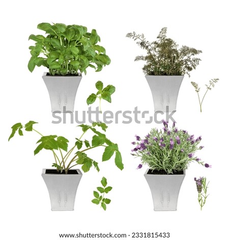 Lavender, angelica, basil and bronze fennel herbs growing in distressed pewter pots with specimen leaf sprigs, over white background.