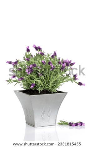 Lavender herb plant in flower in a distressed pewter pot with a flower leaf sprig , over white background.