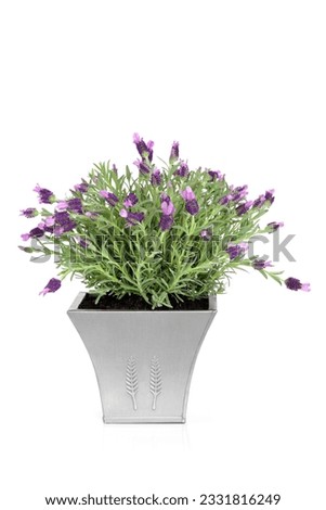 Lavender herb plant with flowers in a distressed pewter pot, over white background.
