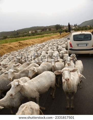 Tilted view of sheared sheep on rural road with a car trying to pass. One sheep is looking at the camera. Vertical shot.