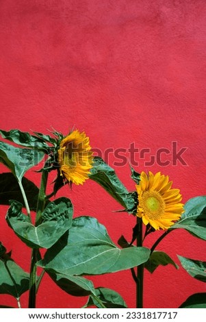 Close-up of two sunflowers growing against a red wall. Vertical shot.
