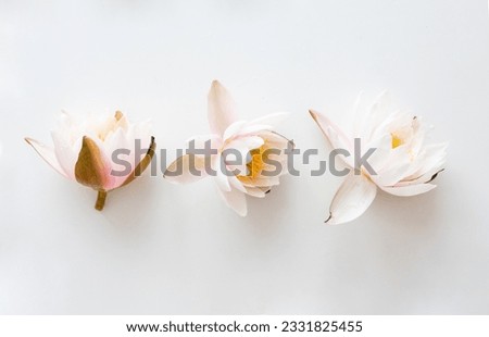 Lotus flowers on white background. Flat lay, top view.
