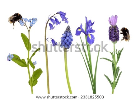 Spring flowers in blue, with two bumble bees gathering pollen, over white background.