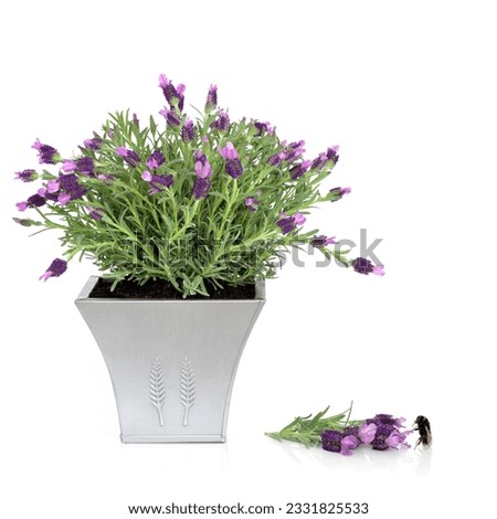 Lavender herb plant in a pewter pot with flower and leaf sprig and bumblebee, over white background.