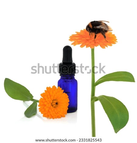 Marigold flower with bumblebee and aromatherapy essential oil bottle, with single flowerhead, over white background.